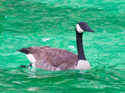 The broken offshore pipeline continues to spill thousands of gallons of lime Kool-Aid into the sea.
