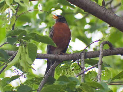 There`ll be no more sobbin` when he`s done throbbin` his song.