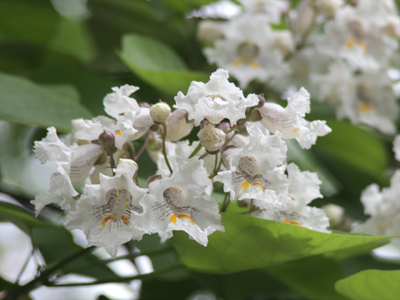 The `popcorn tree` across the street is in full bloom, but the one right next to my house has yet to flower.