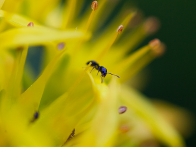 First day with a new bug-and-flower lens.  I sold my other macro lens and got a better one.