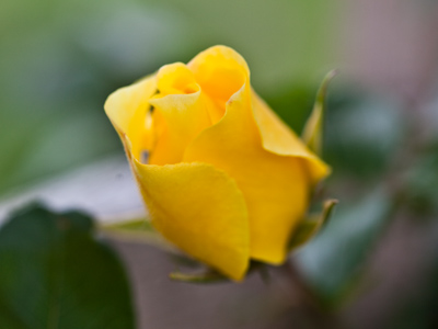 I sought shelter from the rain under a trellis and found this.