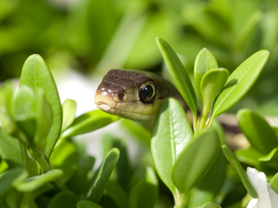 The sun was coming from the left, so I put my flash on the right to fill in the shadows and add a sparkle to its eye.