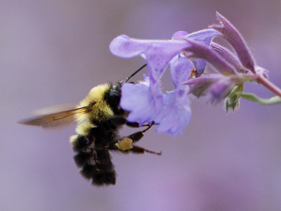 Absorbed in his work.