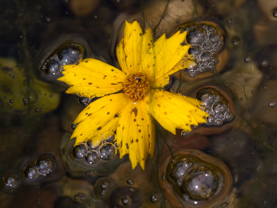 Taken while precariously leaning over a stream.