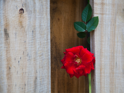 Nature laughs at fences.