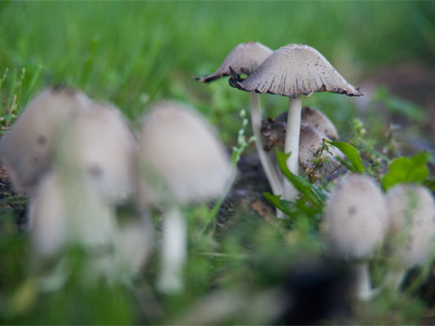 Tough shot, but better than a simple overhead angle.