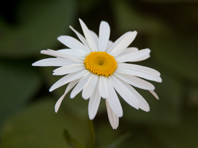 Stop.  Look down.  Notice.  Appreciate.