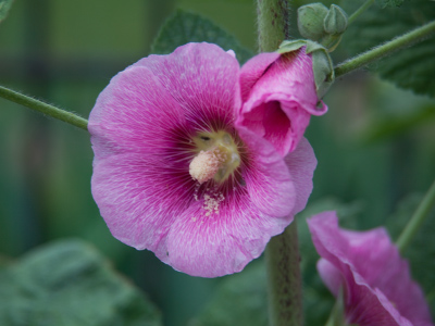 On a morning walk through the neighborhood.