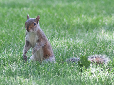 It`s rodent week on this Web page.