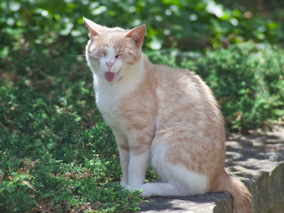 `It`s so hot today, I could really go for some mice cream.  MICE cream!  Get it?`