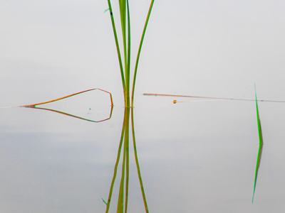 I brought back some nice pictures this morning, along with many bug bites.