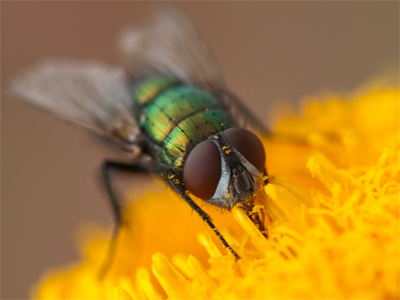 After reading the manual yesterday, I was ready to put my new macro lens to use today.