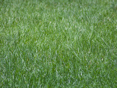 I was a writer today, not a photographer. At 12:01am, I wondered if I had five photos for the day and was glad to find this meaningless picture of grass I took at lunch.