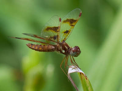 Dragonfly One.