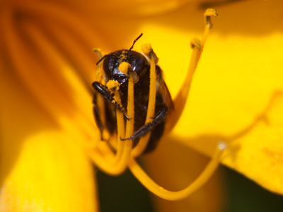 And I thought I liked flowers a lot.