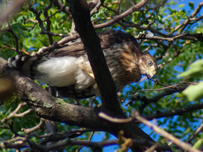 This picture is the result of hearing the peep of a juvenile hawk, and seeing white fledgling feathers under a tree.