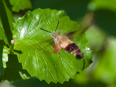 This is called a hummingbird moth (since it looks like a hummingbird) or a clearwing moth (since its wings are clear), or a sphinx moth (since it doesn`t talk much).