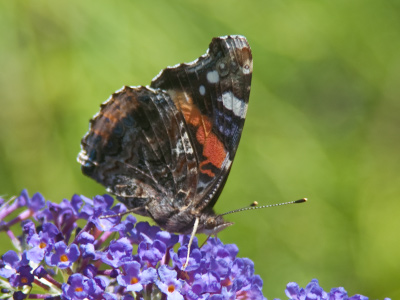 This picture of a red admiral is more satisfying than the one I took two days ago.