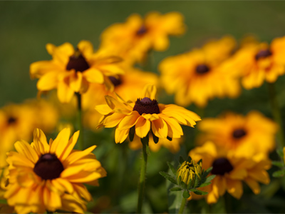 Beauty loves company.