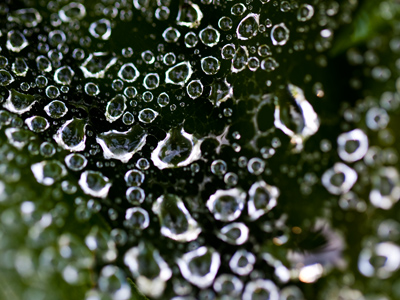 Bejewelled beauty beckons.  Arachnid attack awaits.