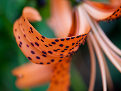 Where Fred Flintstone`s outfit came from.