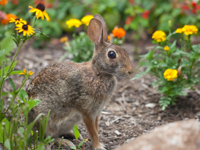 I approached this flower bed quietly, thinking I might find some goldfinches feeding there.  I didn`t find a finch.