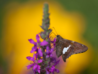 Many less successful shots came before this one, in which light, color and shape all come together.