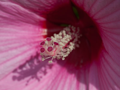 I`m conducting a pollen count.  Let`s see . . . one, two . . . 