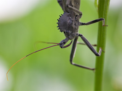 This bug`s mouth seems built for one thing -- and I don`t mean kissing.