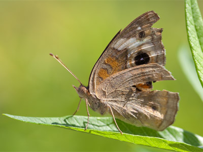 If only every butterfly was so cooperative.