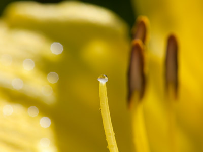 Cool off with some refreshing lily nectar.