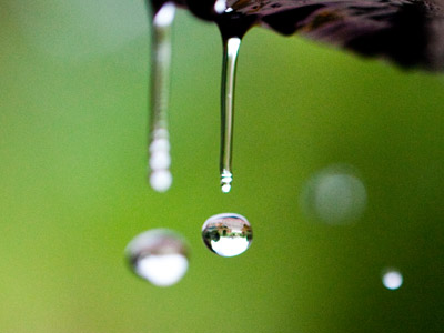 An inverted Wegerzyn Garden captured in a water droplet.