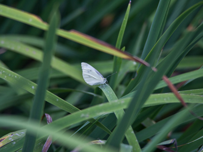 For photographers:  start shooting as soon as you see it, get closer, shoot more, get closer . . . until it flies away.