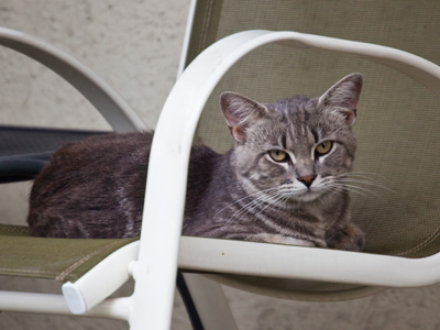 My new lens has greater zoom capability, so I don`t have to get as close to cats as I did before.
