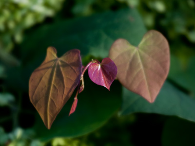 As I took this picture, I thought of Heidi and Matt (see May 1, 2010) who, I just found out, are expecting a baby.