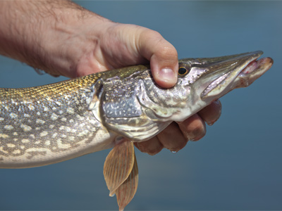 The fish shocking session [say that three times] resulted in the capture of a northern pike, very rare in these waters.
