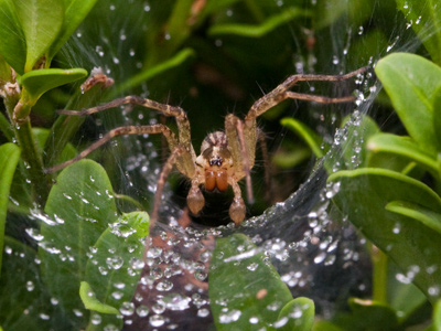 This spider looks hungry for breakfast.