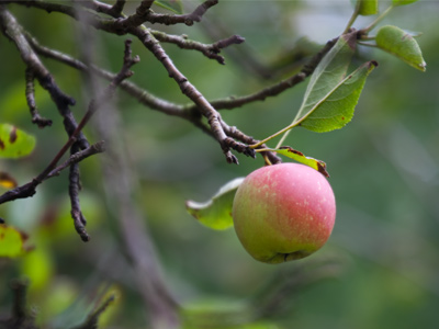 The side that faces the sun has turned red.