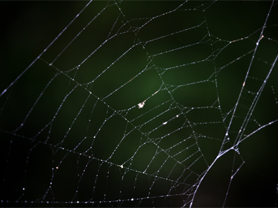 Foreclosed and abandoned.