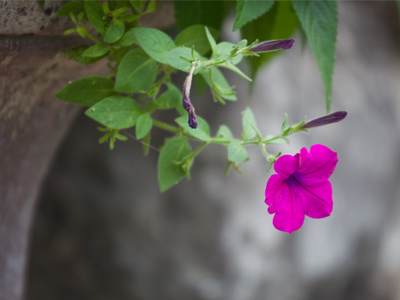 I`m repeating myself.  It`s the apple picture again, but with a flower this time.  I`m repeating myself.