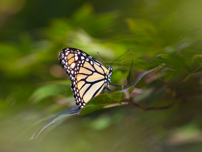Monarch butterfly awash in a sea of green.