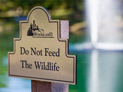 Do Not Capitalize The Article.