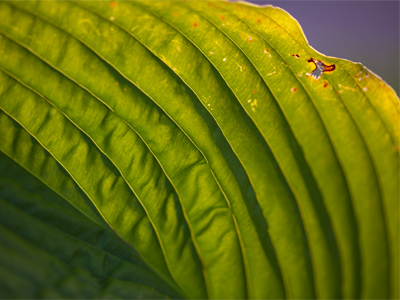 An ordinary plant MEANS something, and if you thought about it enough, it might change the way you live your life.