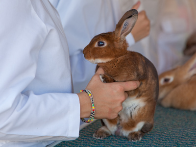`All right, nobody move!  I got my finger on the trigger of this bunny, and I ain`t afraid to use it.  It`s a hare trigger!`