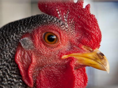 Today I bought a new lens to replace the one I broke last month, and (though it was very expensive) I`m pretty happy with it.  I hope to have a bright future in poultry portraiture.