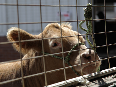 I missed some of my favorite events at the county fair over the weekend, but was able to make it for the closing day.