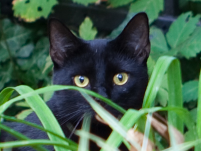 They`re always watching, waiting for their chance.