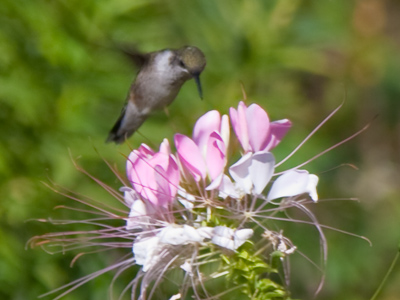 I don`t have a hummingbird personality.  I`m more of an albatross, a bird that flaps its wings about once an hour.
