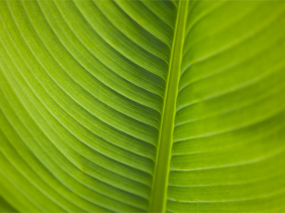 When it breathes, it filters the air for us.  Thanks.