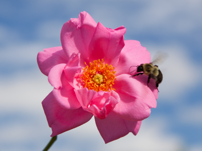 I had just focused on the flower when the bee landed on it.